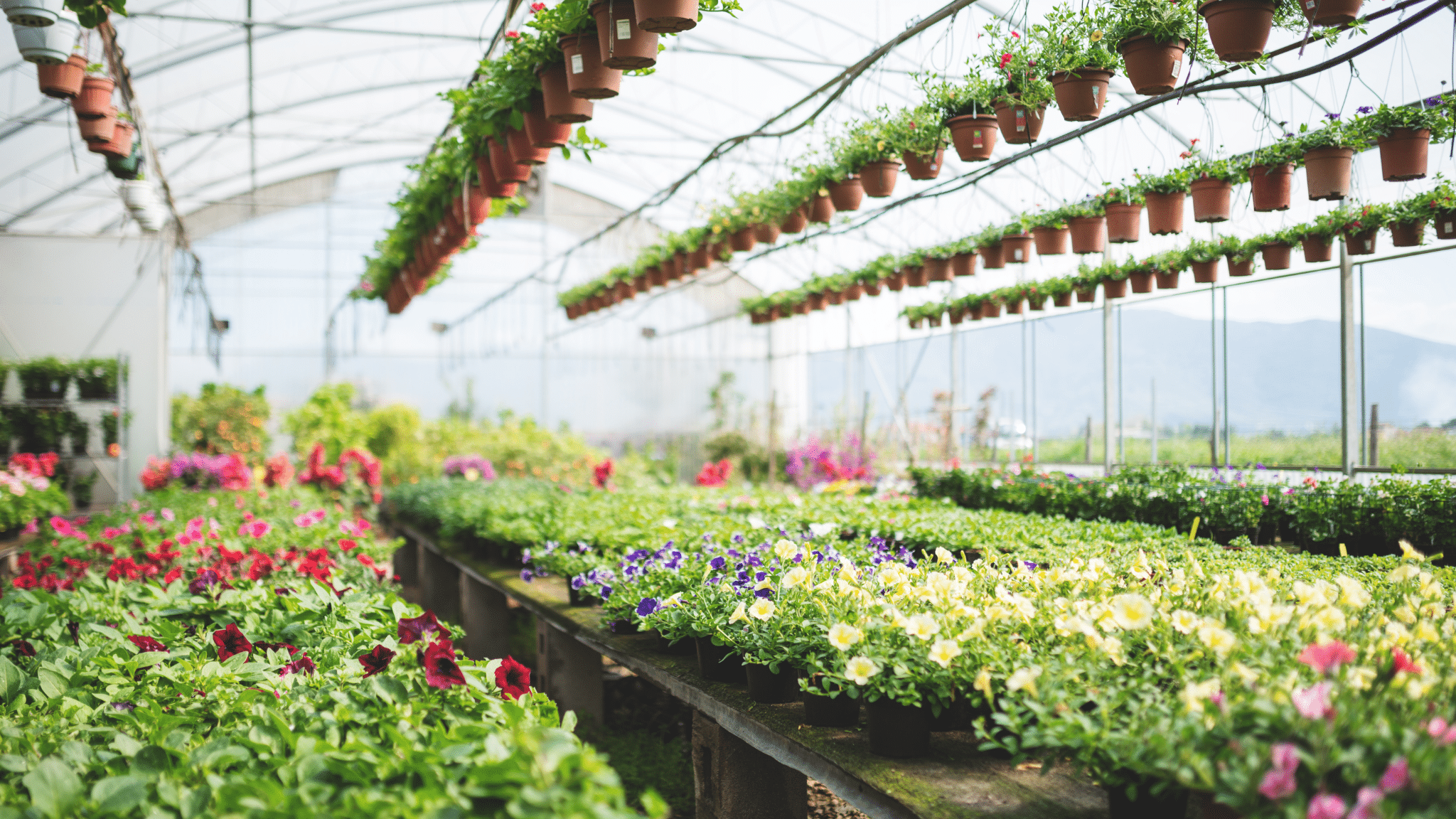 Sales representative België